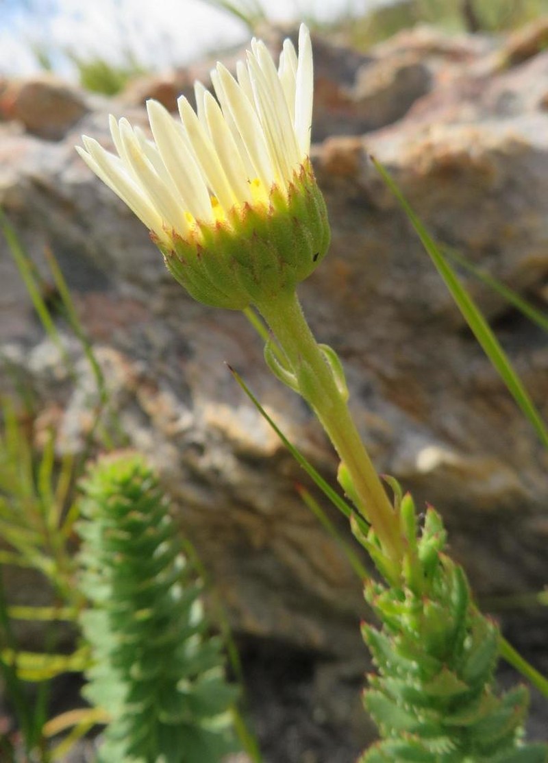 Osmitopsis glabra photo 5