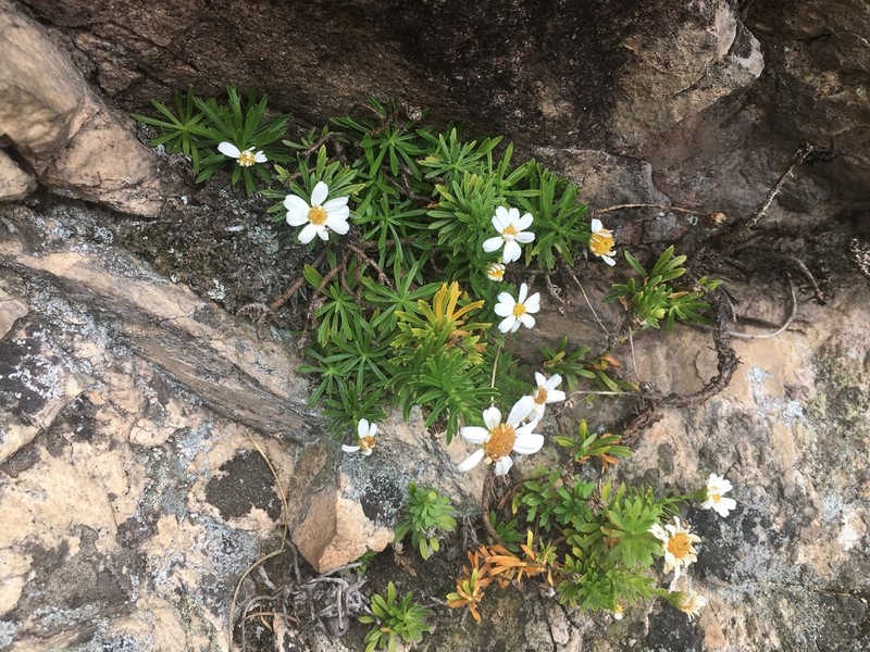 Osmitopsis nana photo 2