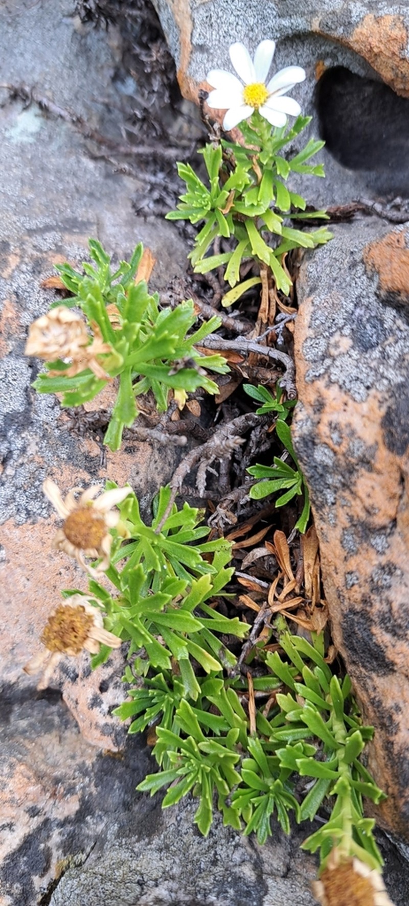 Osmitopsis nana photo 5