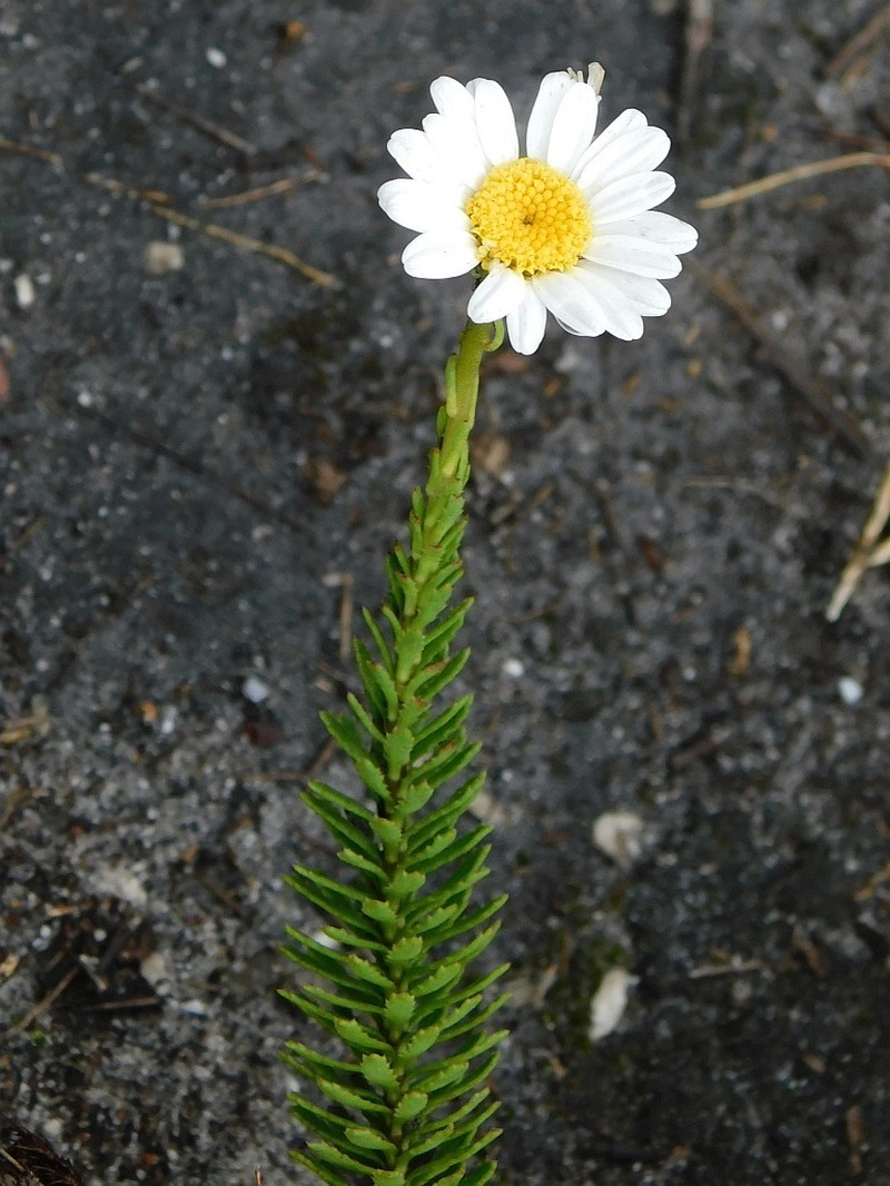Osmitopsis nana photo 7