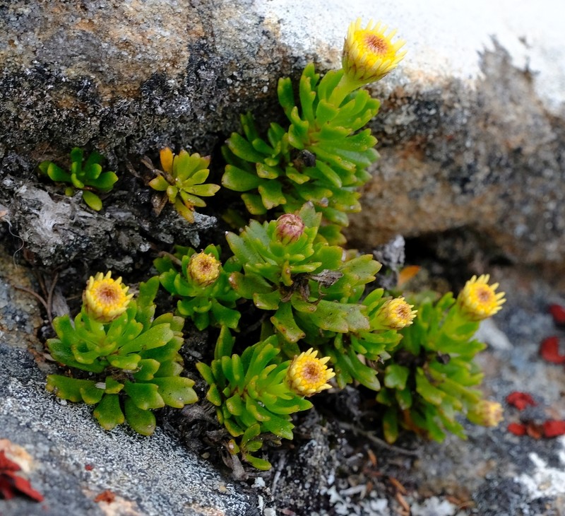 Osmitopsis nana photo 8