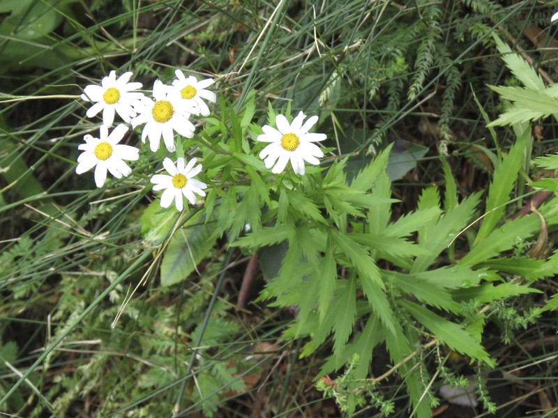 Osmitopsis osmitoides photo 2