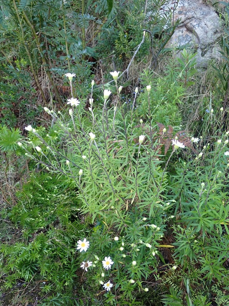 Osmitopsis osmitoides photo 3