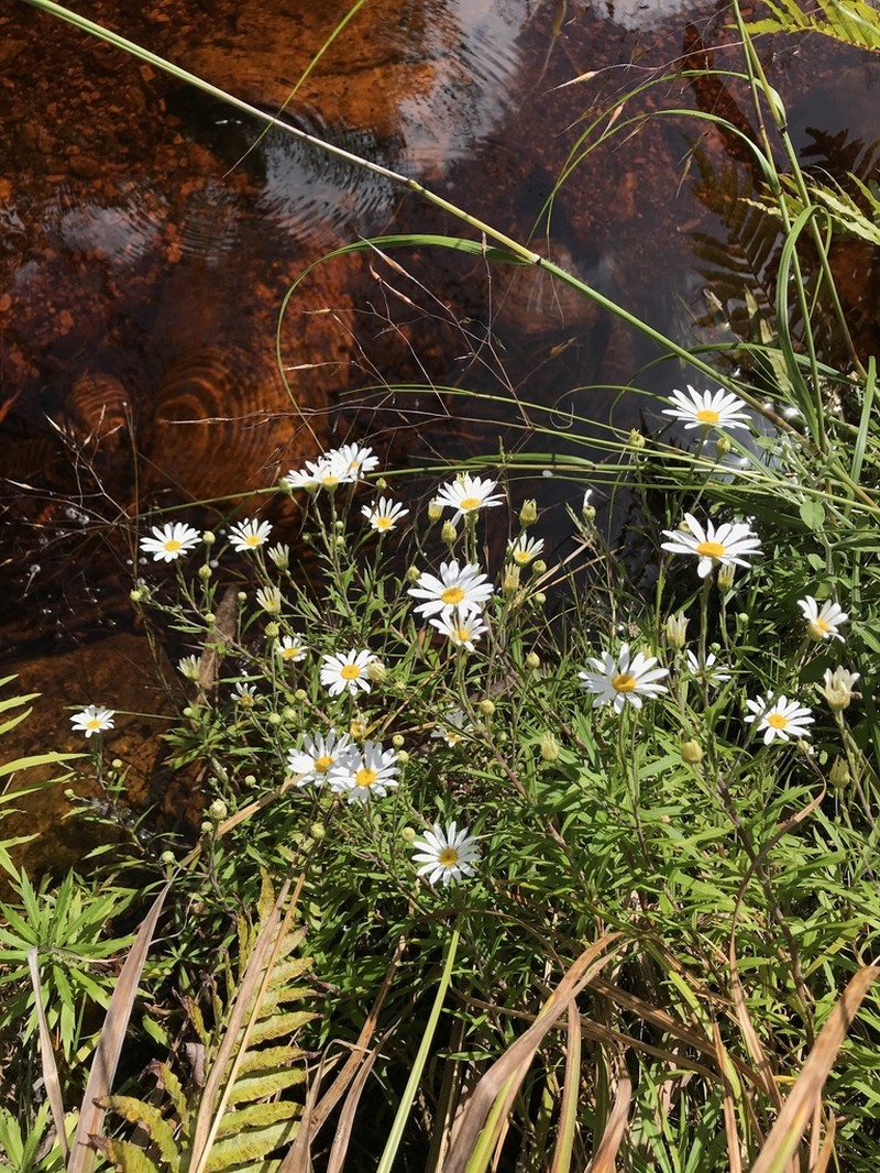Osmitopsis osmitoides photo 5