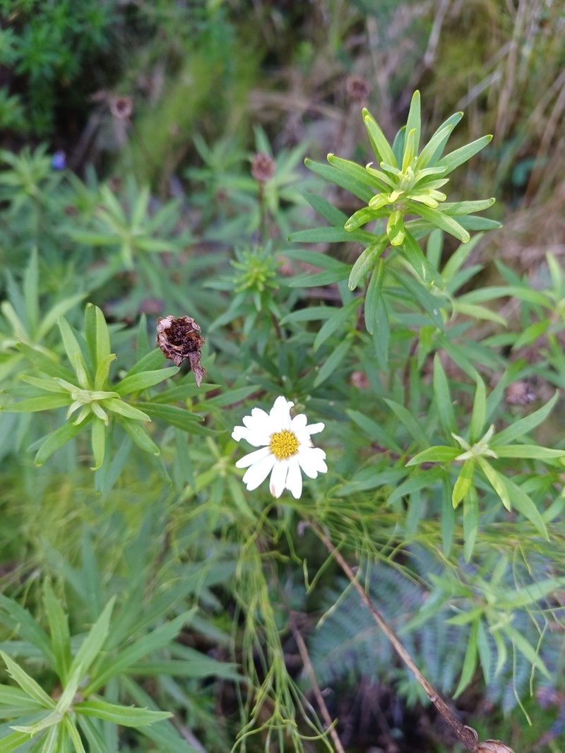Osmitopsis osmitoides photo 6