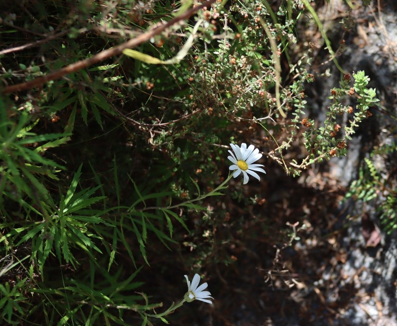 Osmitopsis osmitoides photo 8