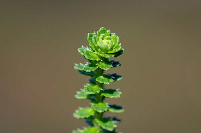 Osmitopsis parvifolia