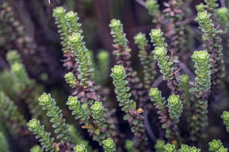 Osmitopsis parvifolia photo 2