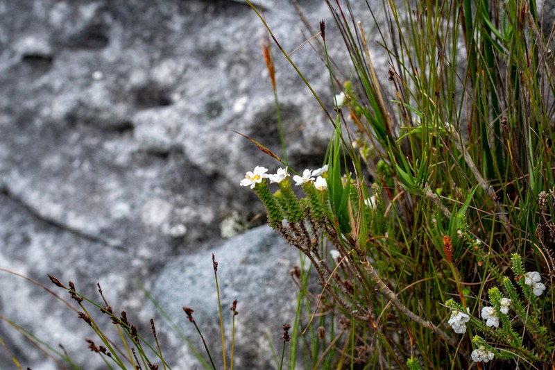 Osmitopsis parvifolia photo 3