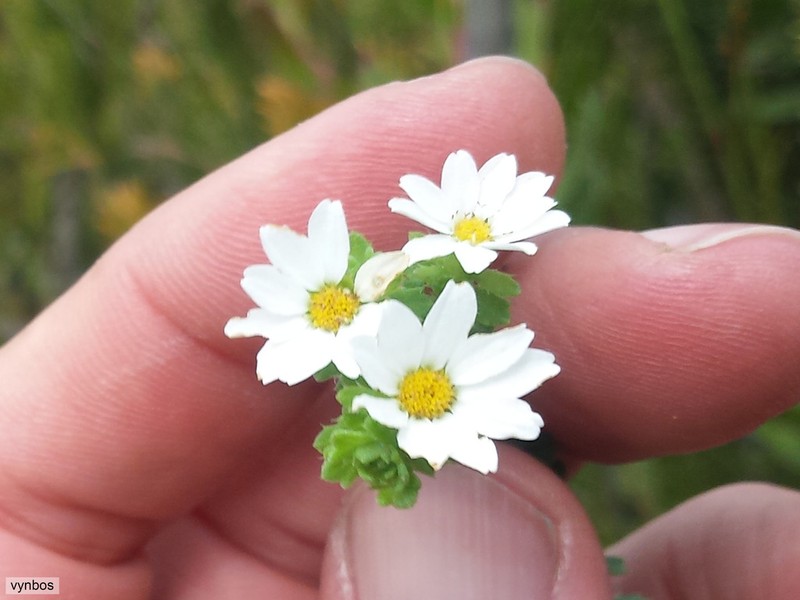 Osmitopsis parvifolia photo 4
