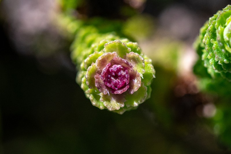 Osmitopsis parvifolia photo 5