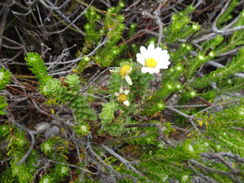 Osmitopsis parvifolia photo 6