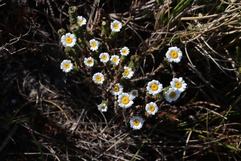 Osmitopsis parvifolia photo 8