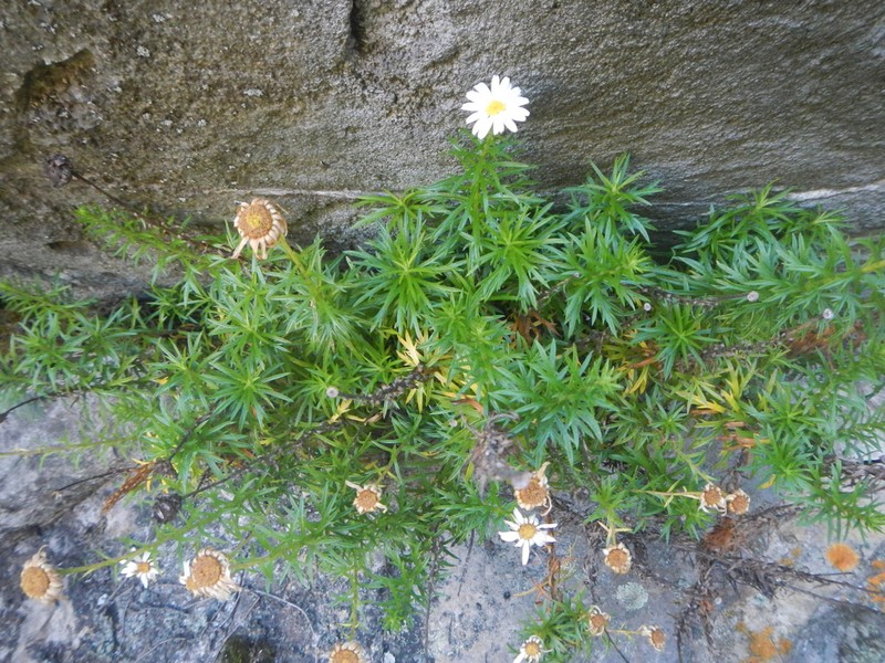 Osmitopsis pinnatifida
