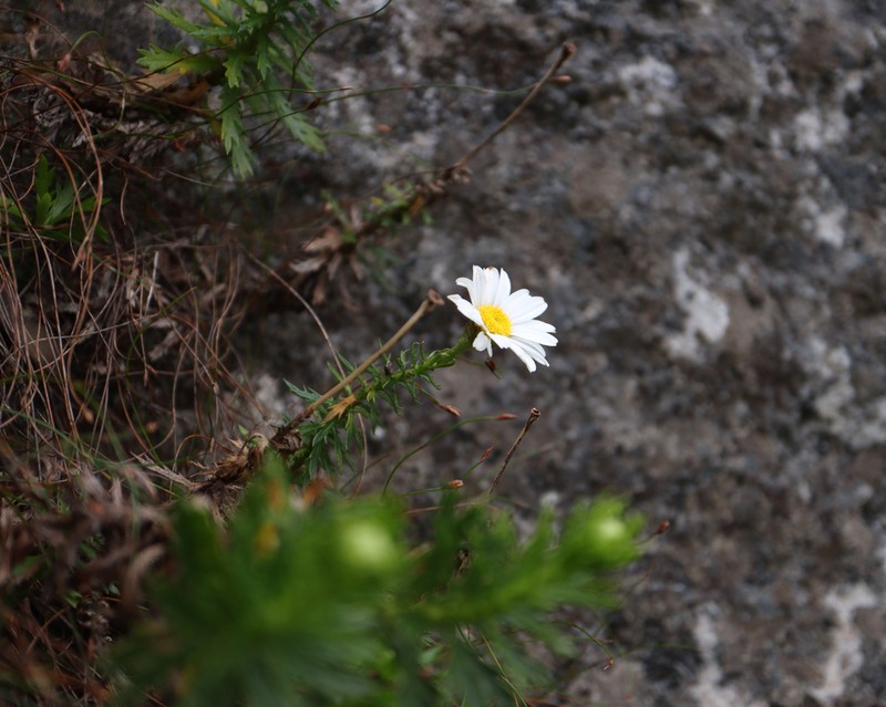 Osmitopsis pinnatifida photo 2