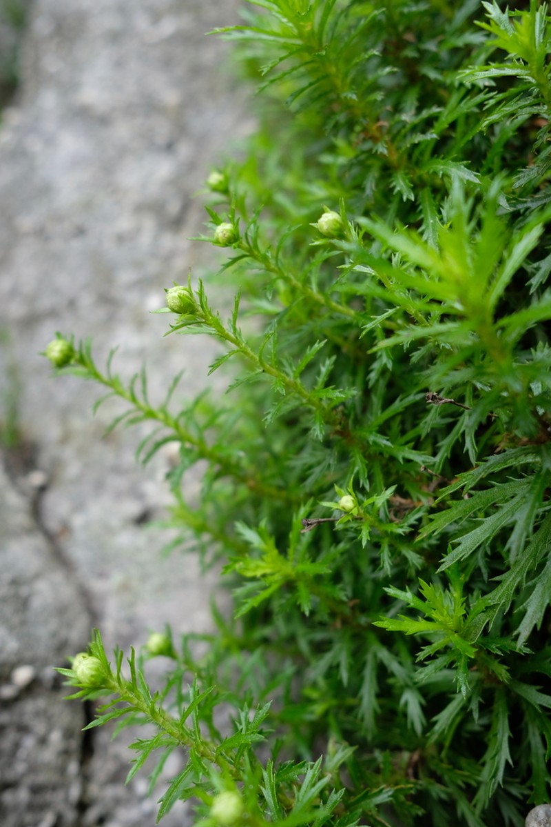 Osmitopsis pinnatifida photo 3