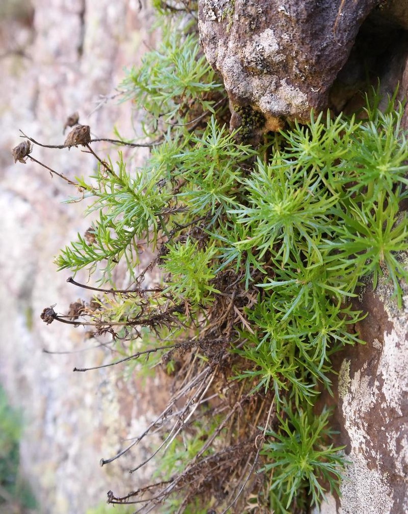 Osmitopsis pinnatifida photo 4