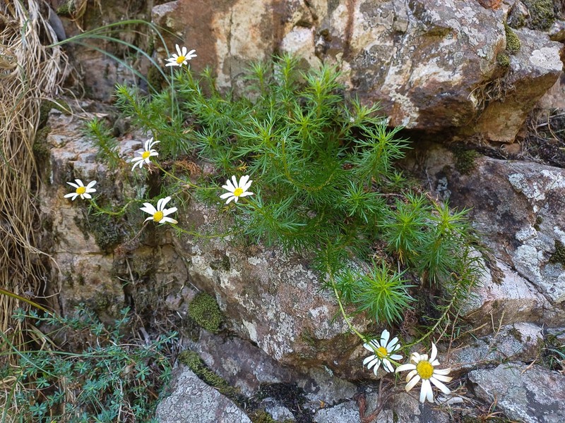 Osmitopsis pinnatifida photo 5