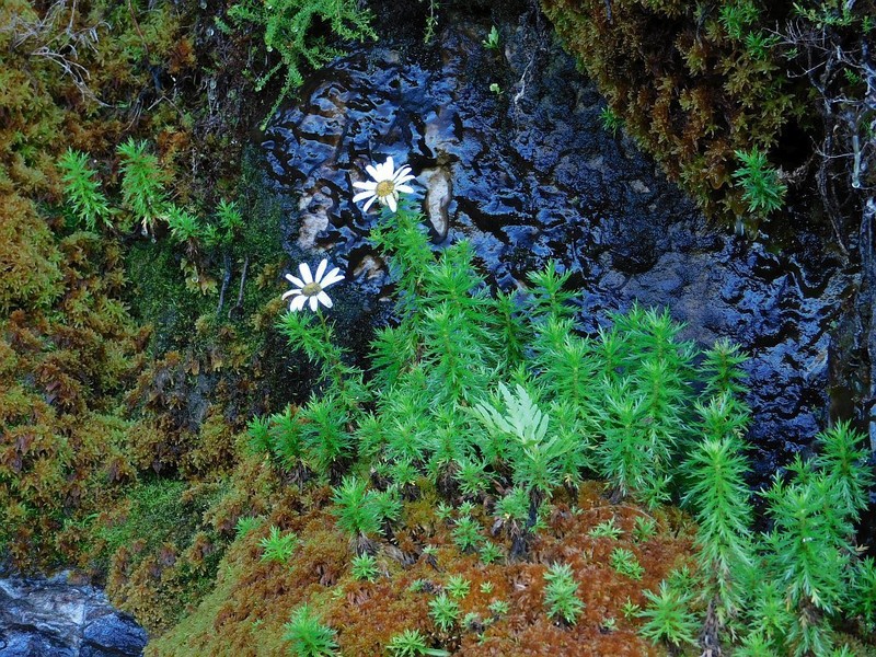 Osmitopsis pinnatifida photo 6