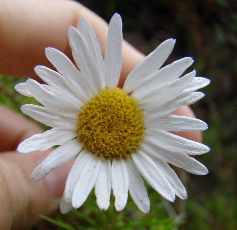 Osmitopsis pinnatifida photo 7