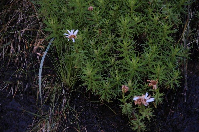 Osmitopsis pinnatifida photo 8