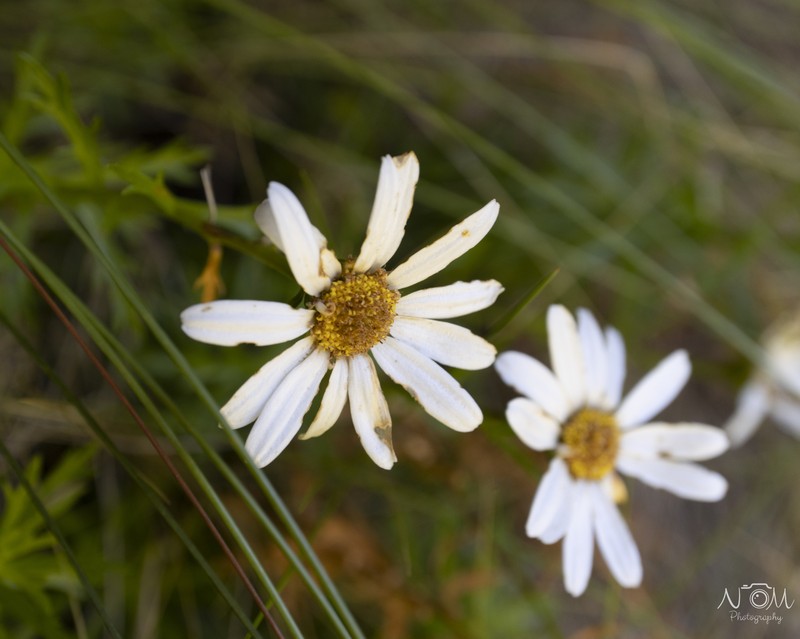 Osmitopsis pinnatifida subsp. angustifolia