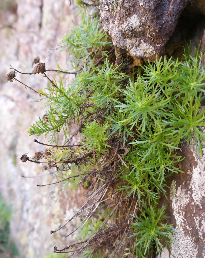 Osmitopsis pinnatifida subsp. angustifolia photo 2