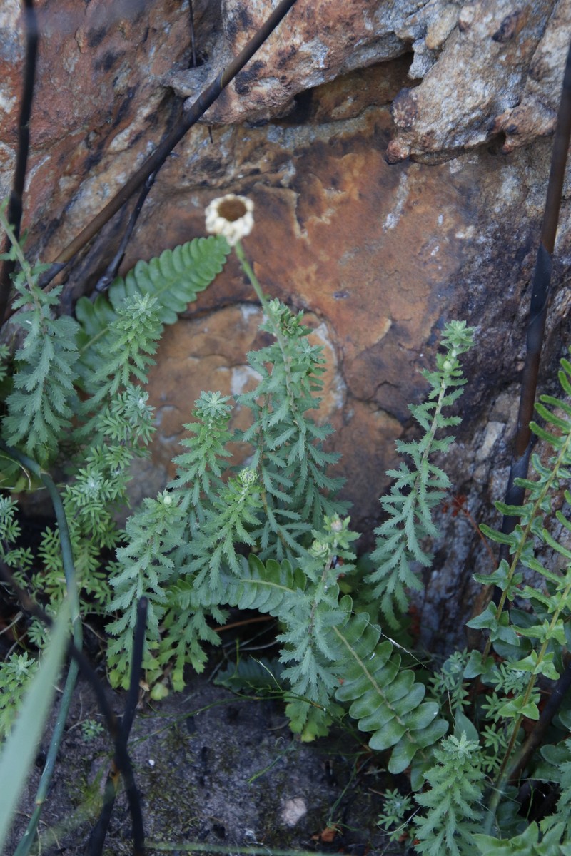 Osmitopsis pinnatifida subsp. pinnatifida
