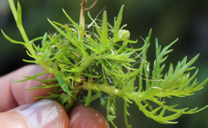 Osmitopsis pinnatifida subsp. pinnatifida photo 4