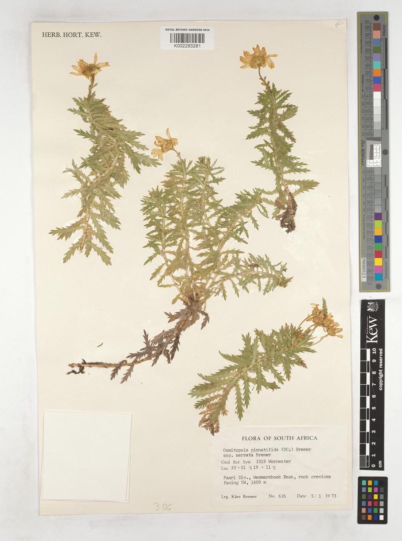 Osmitopsis pinnatifida subsp. serrata