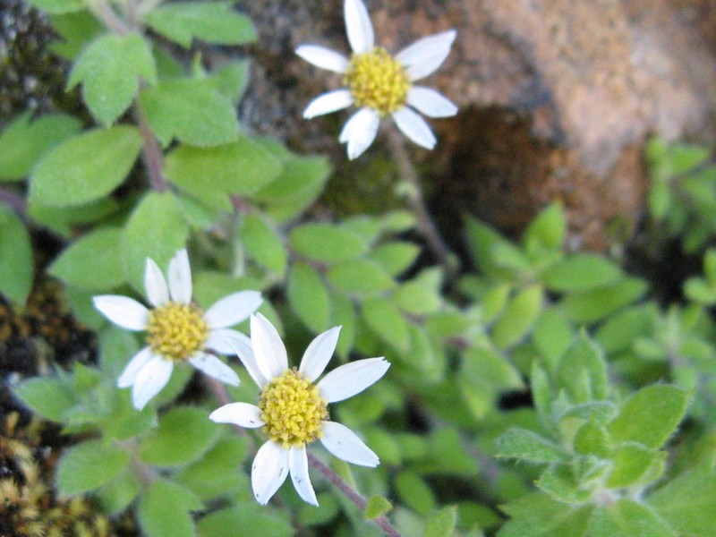 Osmitopsis tenuis