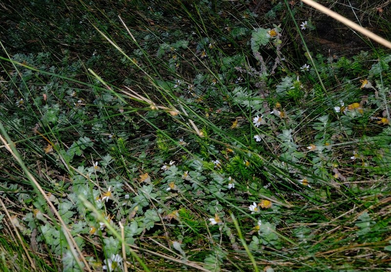 Osmitopsis tenuis photo 2