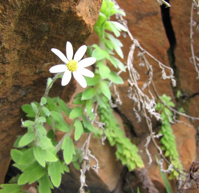 Osmitopsis tenuis photo 3