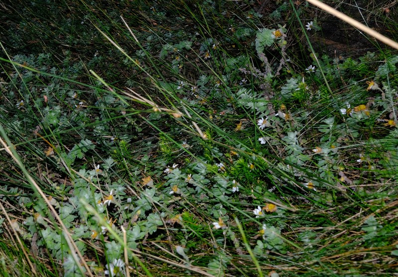 Osmitopsis tenuis photo 5