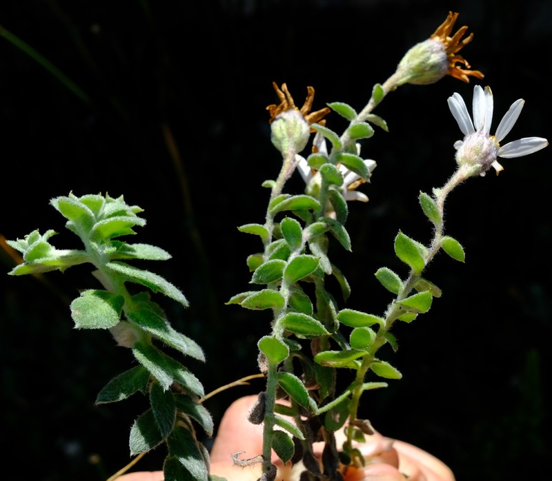 Osmitopsis tenuis photo 6