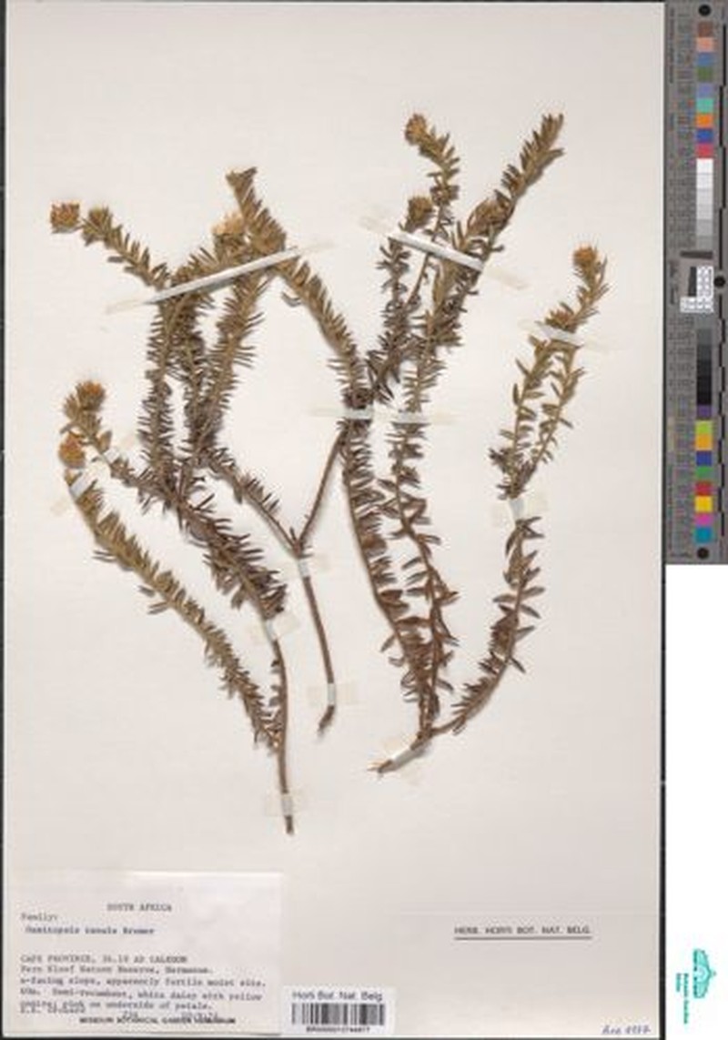 Osmitopsis tenuis photo 8