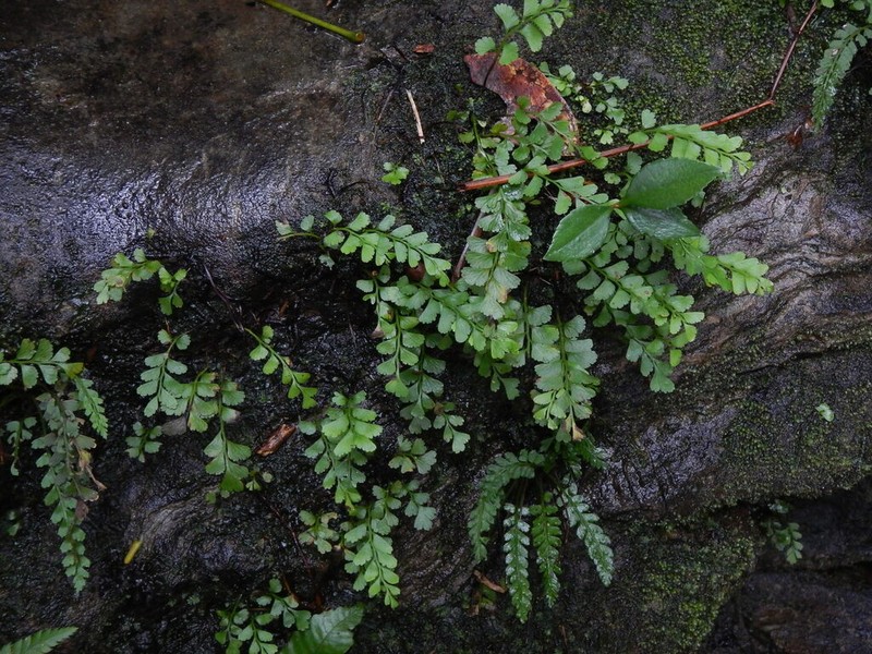 Osmolindsaea japonica