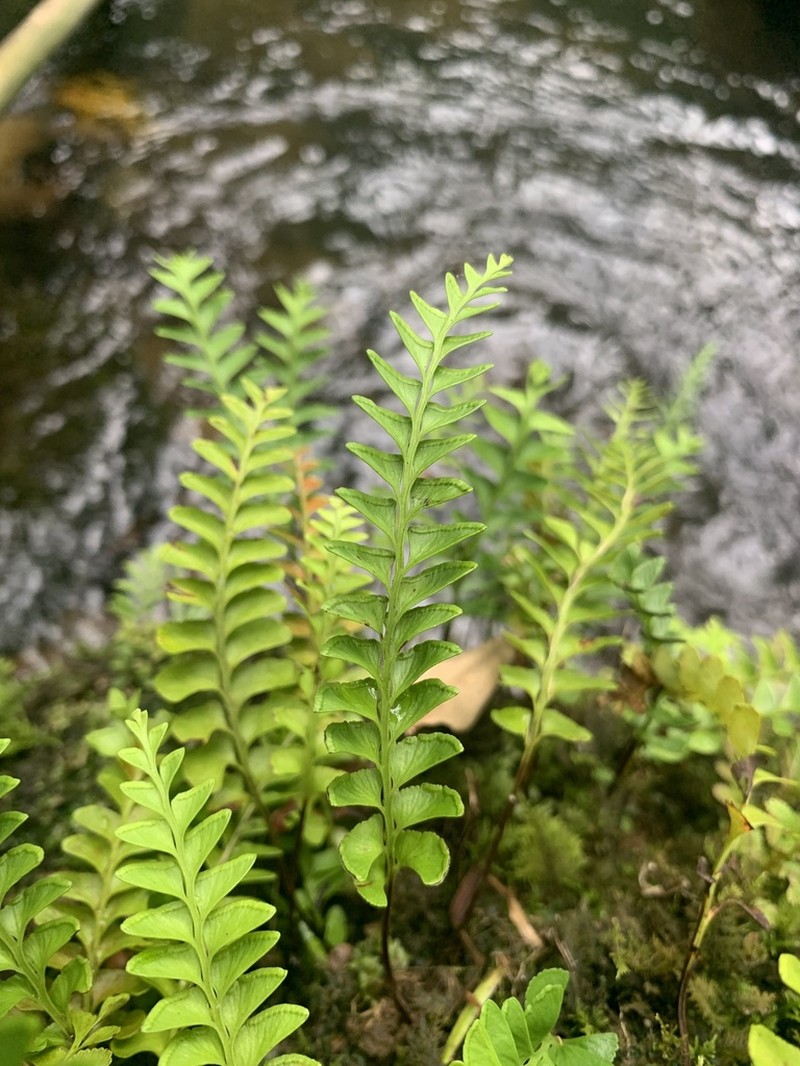 Osmolindsaea japonica photo 2