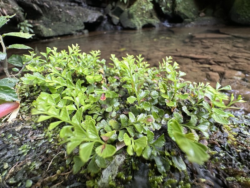 Osmolindsaea japonica photo 3