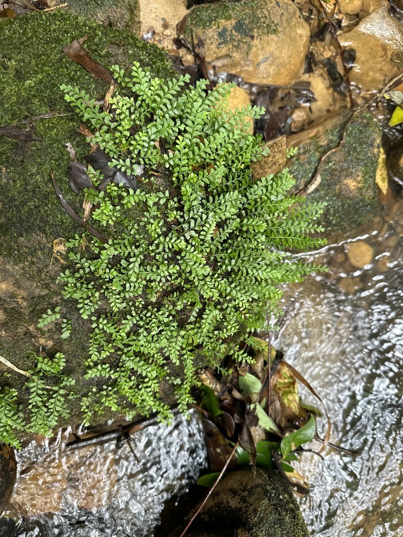 Osmolindsaea japonica photo 4