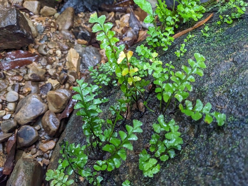 Osmolindsaea japonica photo 5