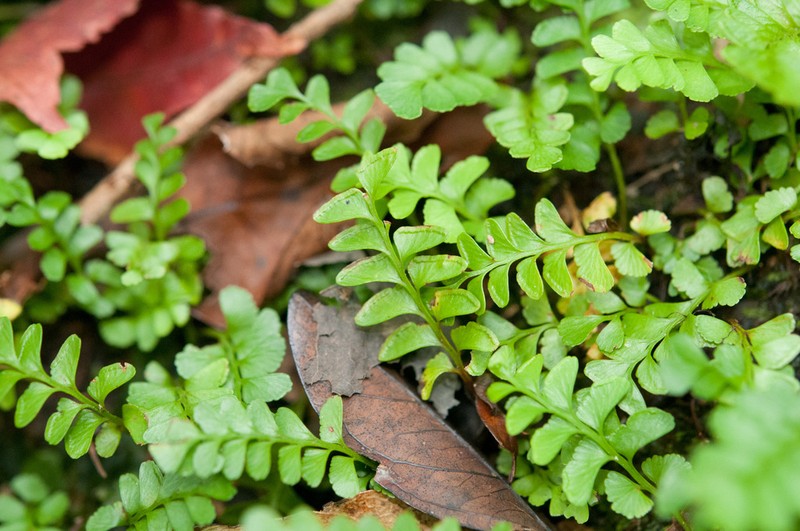 Osmolindsaea japonica photo 6
