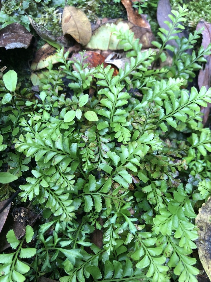 Osmolindsaea japonica photo 7