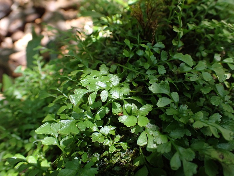 Osmolindsaea japonica photo 8