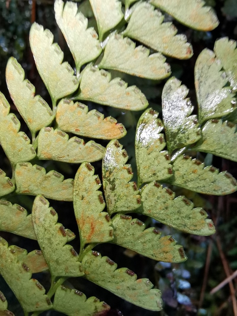 Osmolindsaea odorata