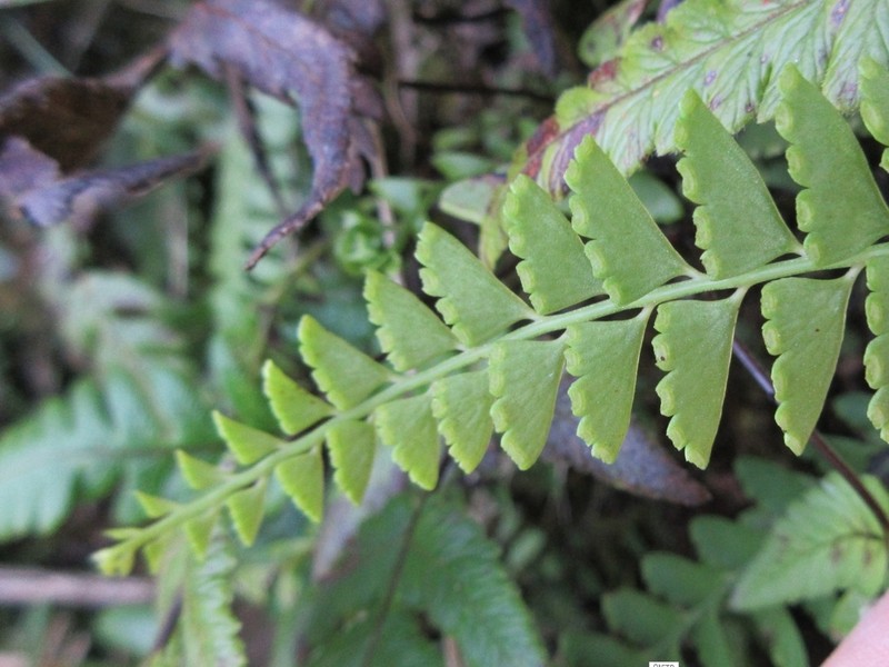 Osmolindsaea odorata photo 2