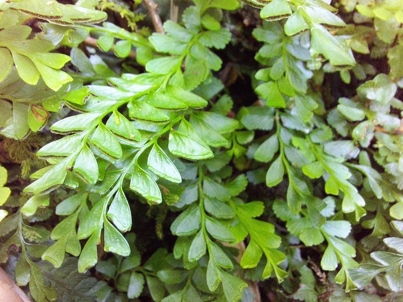 Osmolindsaea odorata photo 3