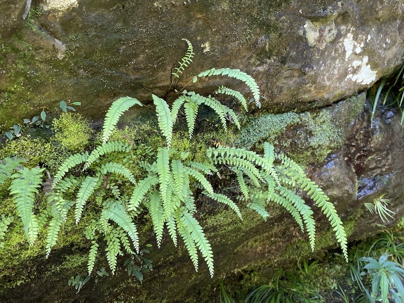 Osmolindsaea odorata photo 4