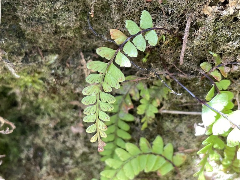 Osmolindsaea odorata photo 5