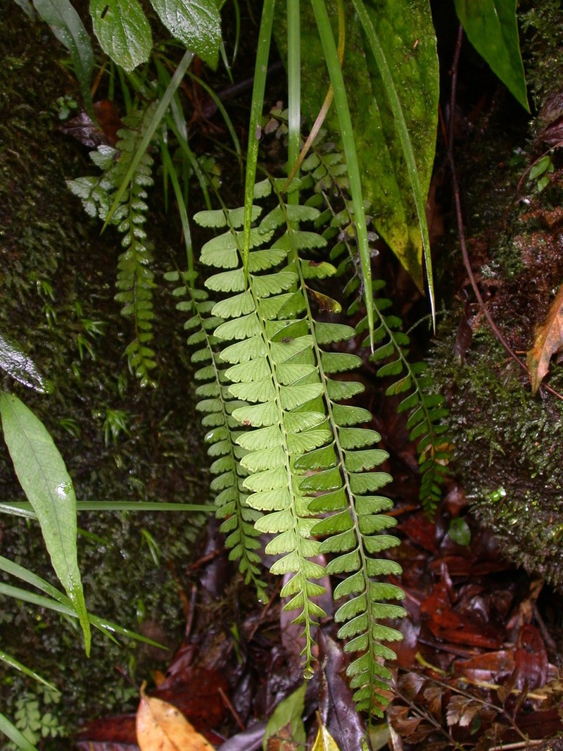 Osmolindsaea odorata photo 6